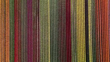 Hollanda 'da baharın nefes kesen güzelliğini Flevoland' daki renkli lale tarlaları gibi canlı renklerde yaşayın. Bu çarpıcı manzara doğanın sanatsal özelliklerini sergiliyor..