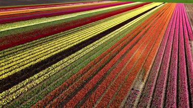 Hollanda, Flevoland 'da açan renkli lale çiçeklerine tanık olun..
