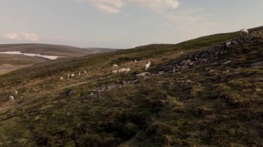 Norveç 'in yemyeşil bir yamacında altın saatin sıcak güneşinin tadını çıkararak özgürce dolaşan nazik ren geyikleri. Hareketli tepeler ve uzak tepeler, somut sükuneti temsil eder..
