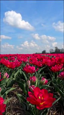 Hollanda 'nın Flevoland kentinde bahar aylarında kırmızı lale çiçeklerinin çarpıcı bir şekilde sergilenmesi. Parlak çiçekler, kabarık bulutlu mavi gökyüzüne karşı güzel bir tezat oluşturuyor..