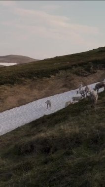 Bir grup ren geyiği, yemyeşil ve kar kalıntılarıyla çevrili Norveç 'te huzur içinde otluyor. Sakin atmosfer doğanın güzelliğini vurgular..