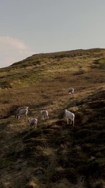 Ren geyikleri Norveç 'teki yemyeşil tepelerde huzur içinde otlar ve yumuşak güneş ışığı sıcak bir parıltı bırakır. Bu huzurlu ortam, doğanın ve kırsal yaşamın güzelliğini gözler önüne seriyor..