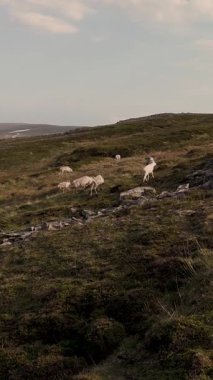 Altın saat boyunca yemyeşil yemyeşil otlayan ren geyikleri gibi Norveç 'in yuvarlanan tepelerinin huzurlu güzelliğini tecrübe edin. Bu cennet manzarası kırsal sükunetin özünü yansıtıyor..