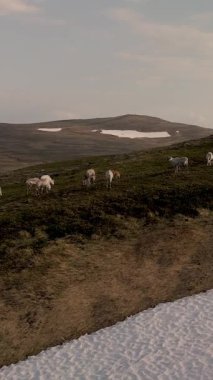 Otlanan ren geyikleri Norveç 'in sakin tepelerini noktalıyor, yemyeşil yemyeşil ve karlı bölgeler pitoresk bir manzara oluşturuyor. Bu huzurlu manzara Norveç dağlık bölgelerinde güzellikleri gözler önüne seriyor.