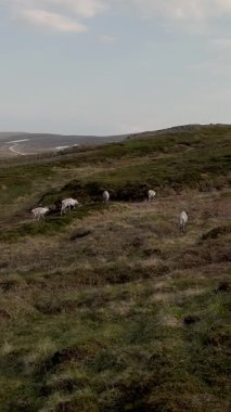 Norveç 'in ruhani manzaraları, ren geyiklerinin yabani otların arasında huzur içinde otladığı sakin bir manzarayı gözler önüne seriyor. Yuvarlanan tepeler ve dolambaçlı yollar alacakaranlıkta huzurlu bir kırsal atmosfer yaratır..