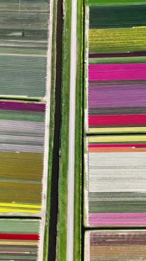 Çeşitli gölgelerdeki canlı laleler Hollanda topraklarında çarpıcı bir yama oluşturur. Renkli çiçekler, güneşli bir günde gözün görebildiği kadar uzar..