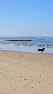 Siyah bir köpek Hollanda 'nın Callantsoog kentindeki altın kumlu plajda sakin bir yürüyüş yapar ve kıyıda hafif dalgalar dalgalanır. Parlak mavi gökyüzü çarpıcı bir zemin sağlar.