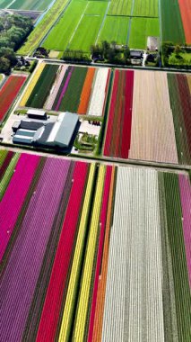 Hollanda 'da canlı lale tarlaları, bahar çiçekleri gibi renklerden oluşan bir kaleydoskop sergiliyor. Sakin bir hava manzarası çiçek açan çiçeklerin güzelliğini yakalar..