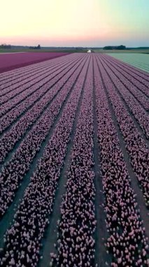 Hollanda 'daki lale tarlalarının göz kamaştırıcı görüntüsü. Canlı pembe laleler, sakin bir alacakaranlık gökyüzünün altında ufka doğru uzanıyor. Doğal güzellikleri ve çiçekli manzaraları sergilemek için mükemmel..