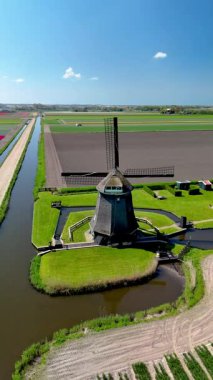 Açık mavi gökyüzü altında geleneksel yel değirmenleri tarafından çerçevelenmiş, Hollanda kırsalında canlı lale tarlaları uzanıyor. Hollanda 'nın tarihi yel değirmenleriyle Lale tarlalarının insansız hava aracı görüntüsü