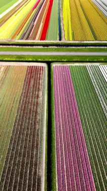 Hollanda 'daki manzara boyunca uzanan renkli lale tarlalarının büyüleyici görüntüsünü tecrübe edin. Bu canlı ekran rengarenk gökkuşağını sergiliyor, seyahat meraklıları için mükemmel..