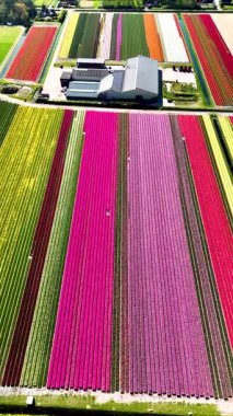 Göz kamaştırıcı renklerde canlı laleler Hollanda kırsalını nefes kesici bir duvar halısına dönüştürüyor. Büyüleyici bir bahar ayarı doğa güzelliğini keşfetmeye davet eder. Lale alanları Hollanda