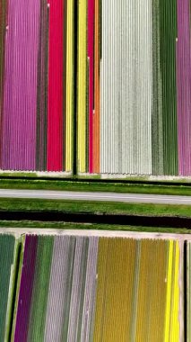 Hollanda 'nın göz kamaştırıcı lale alanlarını keşfedin. Canlı renklerin nefes kesen bir çiçek deseni oluşturduğu yerleri. Bu büyüleyici manzara bahar güzelliğinin ve huzurunun özünü yansıtıyor..