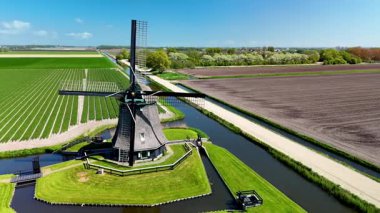 Hollanda 'da manzaralı bir yel değirmeni arka planına karşı renkli lale tarlalarında dolaşmak. Bahar çiçeklerinin güzelliğini ve Hollanda manzaralarının çekiciliğini tecrübe edin..