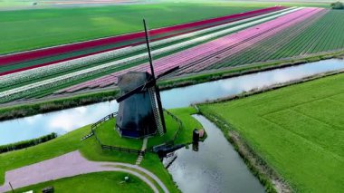 Klasik Hollanda yel değirmenleri tarafından çerçevelenmiş lale tarlalarının büyüleyici manzarasını deneyin. Lale alanı ve tarihi yel değirmeni drone görüntüsü