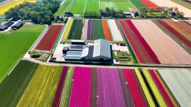 Hollanda 'daki lale tarlalarının nefes kesici güzelliğini tecrübe edin. Çevreye canlı renkler yayılıyor, bahar zamanı çiçek desenleri serpiştiriyor..