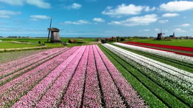 Hollanda 'daki yuvarlanan tarlalar boyunca uzanan nefes kesen canlı laleleri keşfedin. Yel değirmenleri gururla durur bu renkli manzaranın ortasında güneşli bir günde güzel bir manzara yaratırlar..