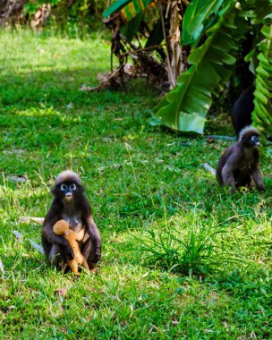 Krabi 'deki Railay Sahili' nin sıcacık güneşi altında, oyuncu Popa Langur maymunları yemyeşil alanda canlı etkileşimlere giriyorlar. Bu tropik cennet vahşi yaşam meraklılarına canlı bir atmosfer sunuyor..
