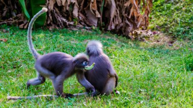 İki meraklı Popa Langur maymunu Tayland 'ın Krabi kentindeki Railay Sahili' nin canlı yeşilliklerini inceliyor. Canlı etkileşimleri, tropik bir cennetteki vahşi yaşamın neşesini vurguluyor..