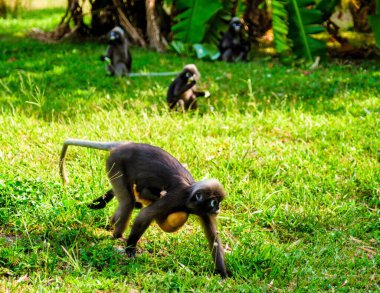 Popa Langur maymunları neşeli bir şekilde Railay Sahili 'nin verimli arazilerinde geziniyor, parlak güneşin altında meraklı doğalarını sergiliyorlar..