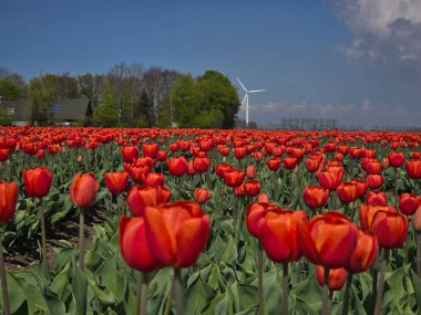 Hollanda, Flevoland 'da sersemletici kırmızı lale çiçekleri, bahar aylarında güzelliklerini sergiliyor. Bir rüzgar türbini arka planda dimdik duruyor, manzarayla uyum içinde..