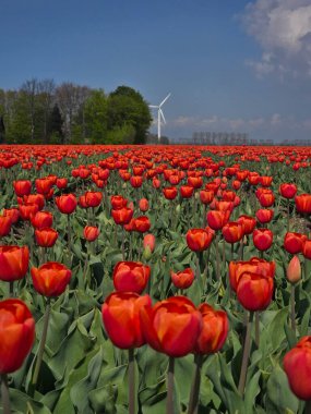 Hollanda 'nın Flevoland kentinin tamamında bahar mevsimi boyunca nefes kesen kırmızı laleler sergilenmektedir. Rüzgâr türbinlerinin dingin arkaplanı güzelliği artırır.