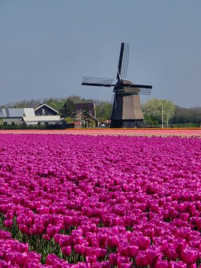Hollanda 'daki açık mavi gökyüzü altında göz alıcı lale alanları canlı pembe renklerle çiçek açar. Yakınlarda duran klasik bir yel değirmeni ilkbahar güzelliğinin resimli bir görüntüsünü sunuyor..