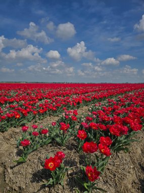 Hollanda 'da renkli lale tarlaları çiçek açar. Hafif meltemde dans eden canlı kırmızı çiçekler sergiler..