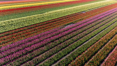 Hollanda, Flevoland 'da baharın doğayı uyandırmasıyla birlikte geniş renkli laleler peyzaj boyunca uzanıyor. Parlak renkler harmanlanarak, bu çiçek mevsiminin güzelliğini gözler önüne seriyor..