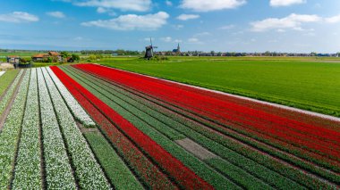 Hollanda 'daki renkli lale tarlalarının nefes kesen güzelliğini keşfedin. Kırmızı, beyaz ve yeşil çiçeklerden oluşan canlı bir duvar halısı sergileyin..