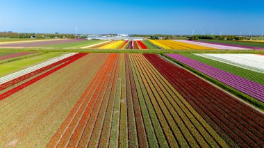 Renkli laleler farklı tonlarda çiçek açarak Hollanda topraklarında çarpıcı bir yama oluştururlar..
