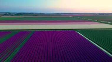 Hollanda 'daki lale tarlalarının nefes kesici güzelliğini deneyimlemek, çarpıcı bir günbatımı gökyüzü altında canlı renkler sergilemek. Çiçek sıraları, gözleri büyüleyen pitoresk bir manzara yaratır..