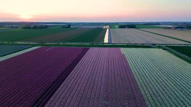 Gün batımında Hollanda 'daki lale tarlalarının nefes kesici güzelliğini tecrübe edin. Renkli çiçek sıraları manzara boyunca uzanıyor, sanatsal dehalar ve sükunet sergiliyor..