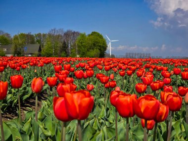 Hollanda kırsalında geniş alanlarda parlak kırmızı laleler bol bol çiçek açar. Arka planda bir rüzgar türbini duruyor, bu çarpıcı manzarada doğa ve sürdürülebilirliği birleştiriyor..