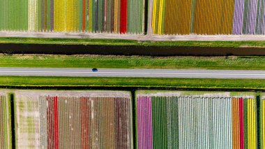 Bu nefes kesici manzara Hollanda 'nın ikonik lale tarlalarını vurguluyor, kilometrelerce uzanan geniş bir renk dizisi ile..