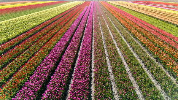 Hollanda, Flevoland boyunca uzanan renkli lale çiçekleriyle süslenmiş tarlalar, baharda nefes kesici bir manzara yaratıyor..