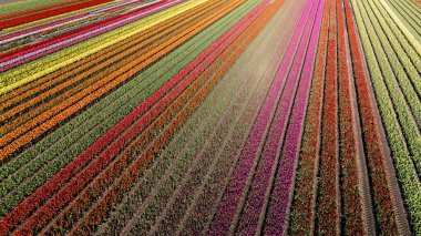 Hollanda, Flevoland 'daki renkli lale tarlalarının geniş görüşü, baharda canlı renklerle dolup taşıyor. Tarlalar sonsuz genişliyor, hayat dolu nefes kesici bir çiçek manzarası yaratıyor..
