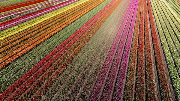 Hollanda, Flevoland 'daki renkli lale tarlalarının geniş görüşü, baharda canlı renklerle dolup taşıyor. Tarlalar sonsuz genişliyor, hayat dolu nefes kesici bir çiçek manzarası yaratıyor..