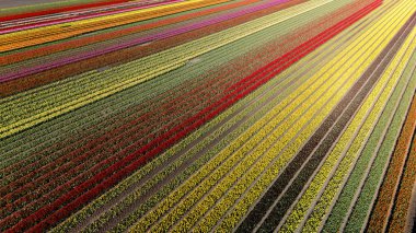 Baharda Flevoland 'daki canlı lale tarlalarının nefes kesici manzarası..