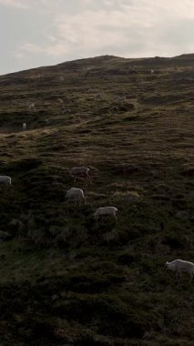 Uzak Norveç 'te ren geyiği sürüleri, akşam güneşinin sıcacık parıltısıyla kayan tepelerde huzur içinde otlar. Sakin manzara doğanın güzelliğini gözler önüne seriyor..