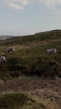 Vahşi ren geyiklerinin yemyeşil otladığı Norveç 'in huzurlu güzelliğini tecrübe edin. Bu sakin manzara, yumuşak, doğal ışık altında dokunulmamış doğanın özünü yakalar..