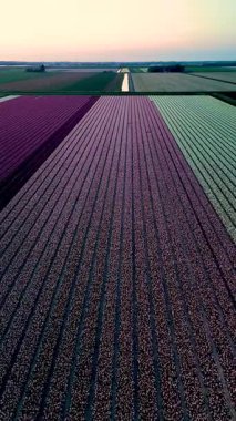 Gün batımında Hollanda 'daki lale tarlalarının göz kamaştırıcı hava manzarası ve büyüleyici renkler. Bahar çiçeğinin ve doğal güzelliğin kutlaması..