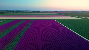 Canlı laleler günbatımında Hollanda kırsalında çarpıcı renkler oluşturur. Tarlalar durmaksızın uzanıyor, güzellikler çiçek açıyor..