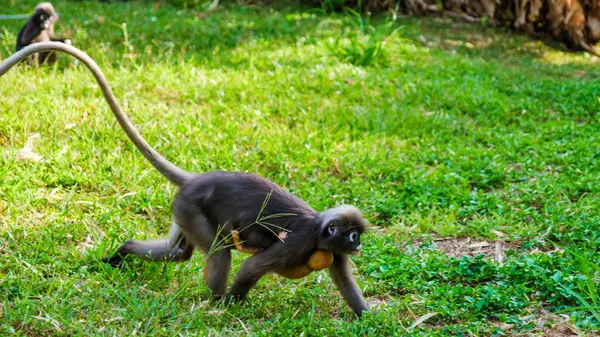 Meraklı Popa Langur maymunları, Railay Sahili 'nin canlı yeşillikleri arasında geziniyor. Sıcak güneşin altındaki bu tropikal cennette macera ve keşif istiyorlar..
