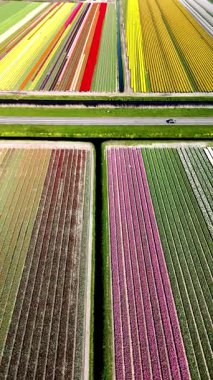 Hollanda 'daki manzara boyunca uzanan büyüleyici renkli laleler, ziyaretçiler bahar aylarında canlı tarlalarda dolaşırken nefes kesen çiçek çeşitliliğinde bir duvar halısını gözler önüne seriyor..