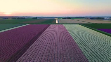 Sonsuz renkli laleler güneş batarken Hollanda topraklarında çiçek açarlar. Nefes kesen bir manzara, doğanın güzelliğini yakalar, Hollanda 'nın sakin tarlalarında renklerin bir duvar halısını sergiler..