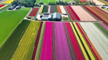 Baharda Hollanda 'daki lale tarlalarının nefes kesici genişliğini tecrübe edin. Renk patlamaları manzarayı dolduruyor laleler çiçek açarken, güzelliği ve sanatsallığı kutluyor..