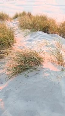 Huzurlu manzarada yemyeşil otlarla süslenmiş altın kum tepeleri yer alıyor. Danimarka 'daki Romo Lakolk Plajı