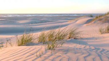 Altın güneş ışığı Danimarka 'nın Jutland kentindeki Lakolk plajında yumuşak kum tepelerinin üzerine sıcak bir ışık saçıyor..