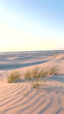 Danimarka, Jutland 'deki Lakolk plajının güzel doğal manzarası yumuşak kum tepeleri ve rüzgarda sallanan yumuşak otlar. Günbatımının altın ışığı, sakin kıyı şeridini aydınlatır..